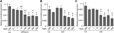 Characteristics of environmental RNAi in potato psyllid, Bactericera cockerelli (Sulc) (Hemiptera: Psylloidea: Triozidae)